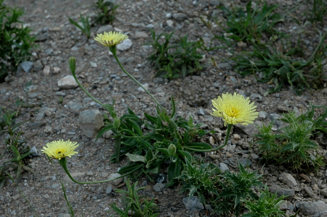 Urospermum dalechampii / Boccione maggiore